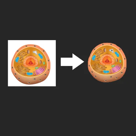 Free Online Background Remover